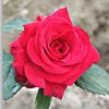 abdulla51341
