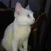 wha_youdoin