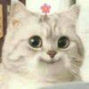 amai.amai11