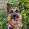 germansheperd.rexi2020