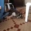 chiencreole7