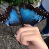 spring.butterfly8