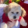 sophie_the_teddyb