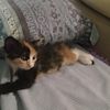 meow.9111