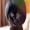 oyhardl1ker
