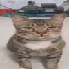 adelelslslsl