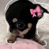 ur1nonlyrose59104