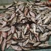 redsnapper4761