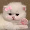 susulatoi_