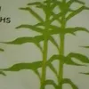 susancabayao205