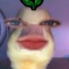 nianotmanott