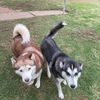 dogs4ever444