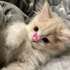 veroniks_3466
