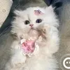 meowmeowwy4