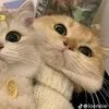 tlamm_58