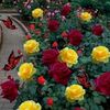 tanveer.khan5301