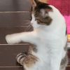 jejugulcat