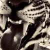 silvaa_mafezs