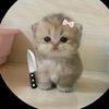 faysal8319