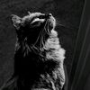 selenathecutecat
