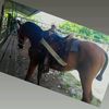wilfredo.perez52