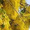 huynh_phong267