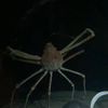 fishman.oceanogra