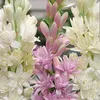 asgari61