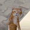 spotity_444