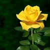 user6901022662774