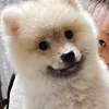 rimasotochan