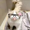 _ucing_rouuww_