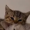 mu_s0a1u