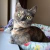 MamaAndMittens