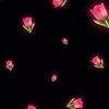 raneem15670