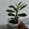 rosaliadasilva463
