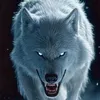 saeid.1saeid