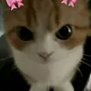 sx_ara8