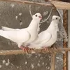 peasdf