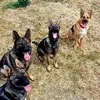 thegermanshepherdwork