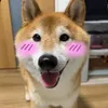 dosanko_desu