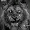 abdelmadjidbenabd1