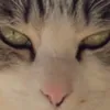 itokenlool