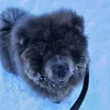 Koba The Chow Chow