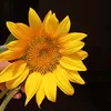 redmioredminis