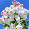 user9250019710775
