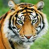 abualialshareef27