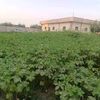 khalaf.alfayad