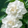 amena01345