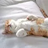 sillycatloverboy